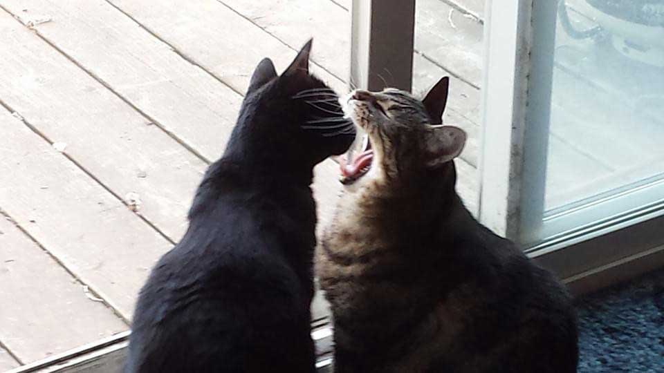 Cats examining their teeth